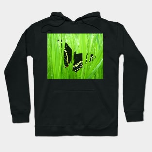 Black Swallowtail Butterfly Hoodie